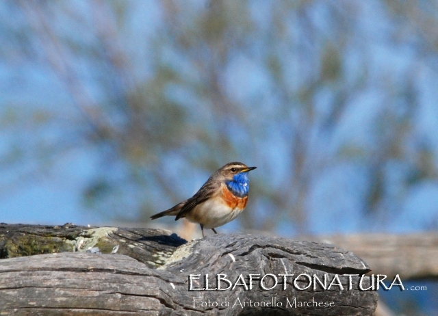 Pettazzurro  (Luscinia svecica)